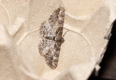 Vitgördlad lavmätare (Cleora cinctaria)