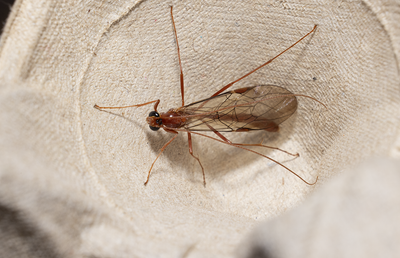 Other insects and spiders