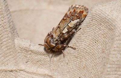 Tallfly (Panolis flammea)