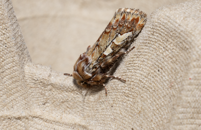 Moths in Sweden