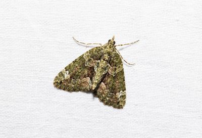 Moths in Sweden