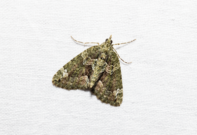 Moths in Sweden