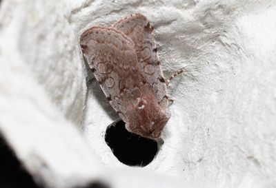 Moths in Sweden