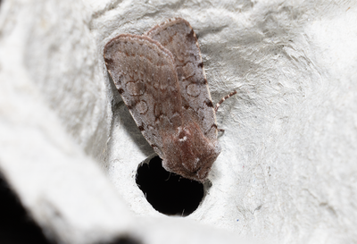 Moths in Sweden