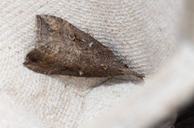 Moths in Sweden