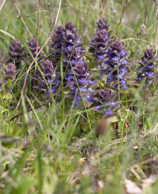Wild flowers and berries in Sweden