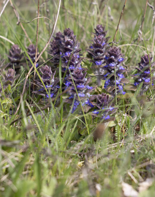 Wild flowers and berries in Sweden