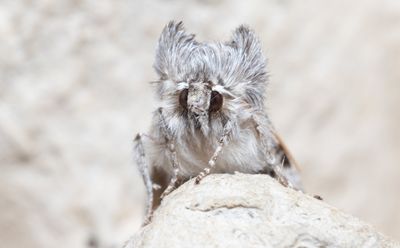 Moths in Sweden