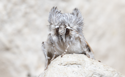 Moths in Sweden