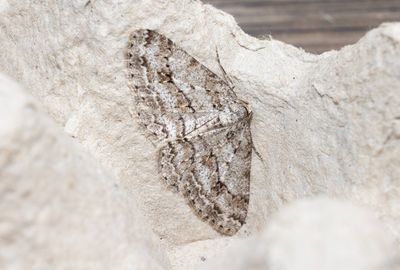 Dubbelvågig lavmätare (Ectropis crepuscularia)