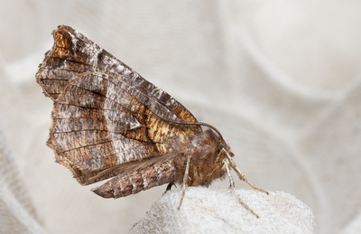 Moths in Sweden