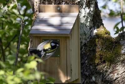 Latest bird pictures