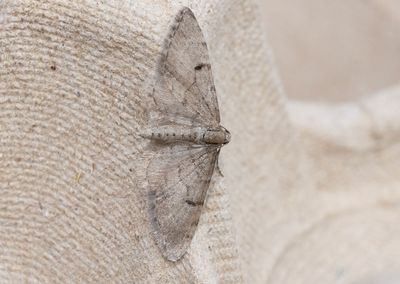 Tallmalmätare (Eupithecia indigata)