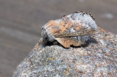 Rödbrun bladspinnare (Phyllodesma ilicifolia)