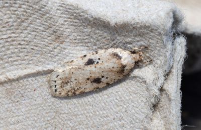 Kardborreplattmal (Agonopterix arenella)