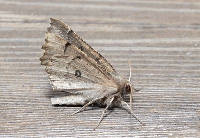 Tandmätare (Odontopera bidentata)