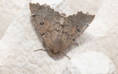 Tandmätare (Odontopera bidentata)