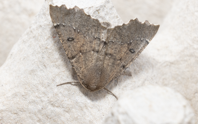 Moths in Sweden
