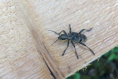 Longhorn Beetles (Cerambycidae)