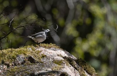 Latest bird pictures