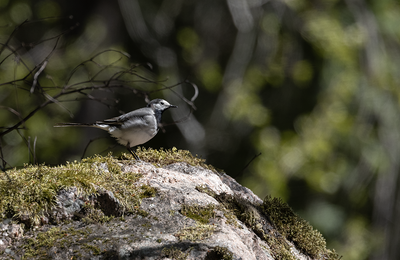 Latest bird pictures