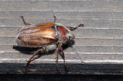 Other insects and spiders