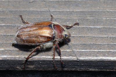 Other insects and spiders