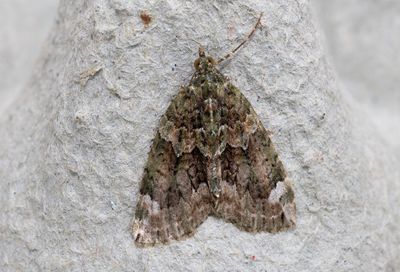 Brungrön fältmätare (Chloroclysta siterata)
