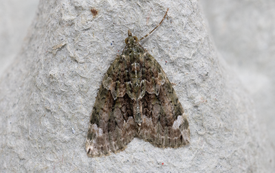 Moths in Sweden