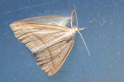 Moths in Sweden