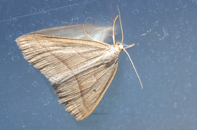 Moths in Sweden