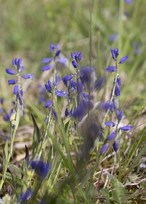 Wild flowers and berries in Sweden