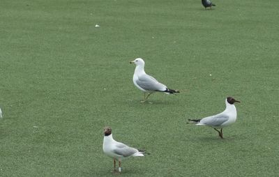Latest bird pictures
