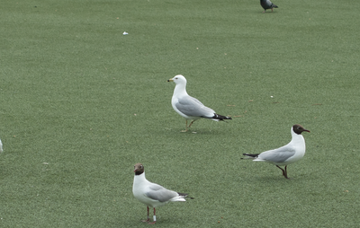 Latest bird pictures
