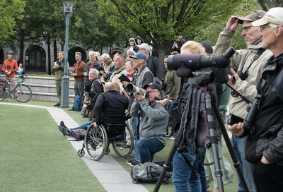 Birders in action