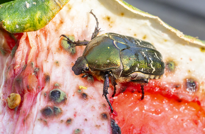 Other insects and spiders