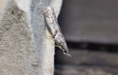 Moths in Sweden