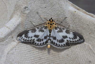 Moths in Sweden