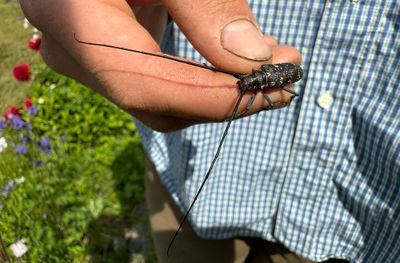 Longhorn Beetles (Cerambycidae)