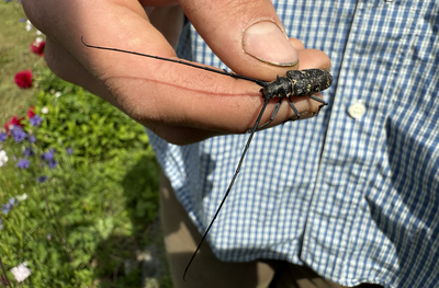 Longhorn Beetles (Cerambycidae)