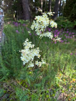 Wild flowers and berries in Sweden