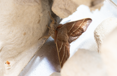 Moths in Sweden
