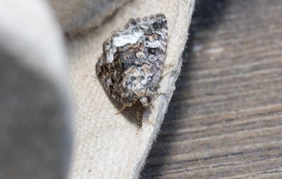 Moths in Sweden