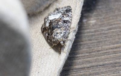 Moths in Sweden