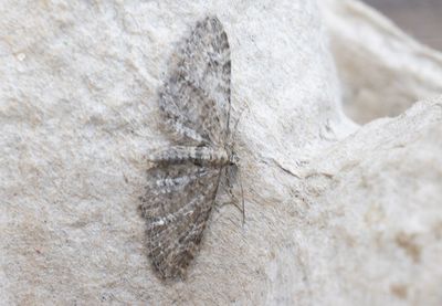 Moths in Sweden