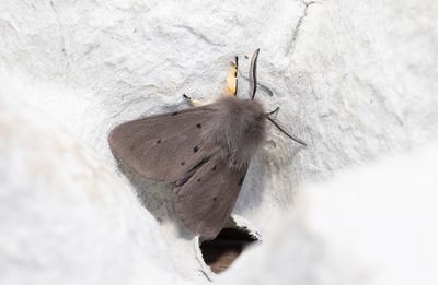 Moths in Sweden