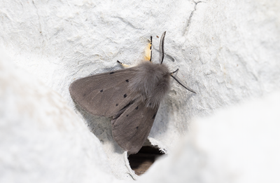 Moths in Sweden