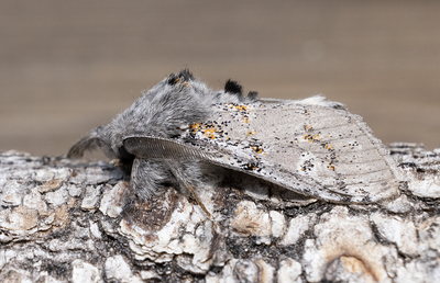 Moths in Sweden