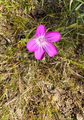 Wild flowers and berries in Sweden