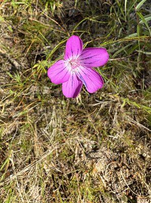 Wild flowers and berries in Sweden